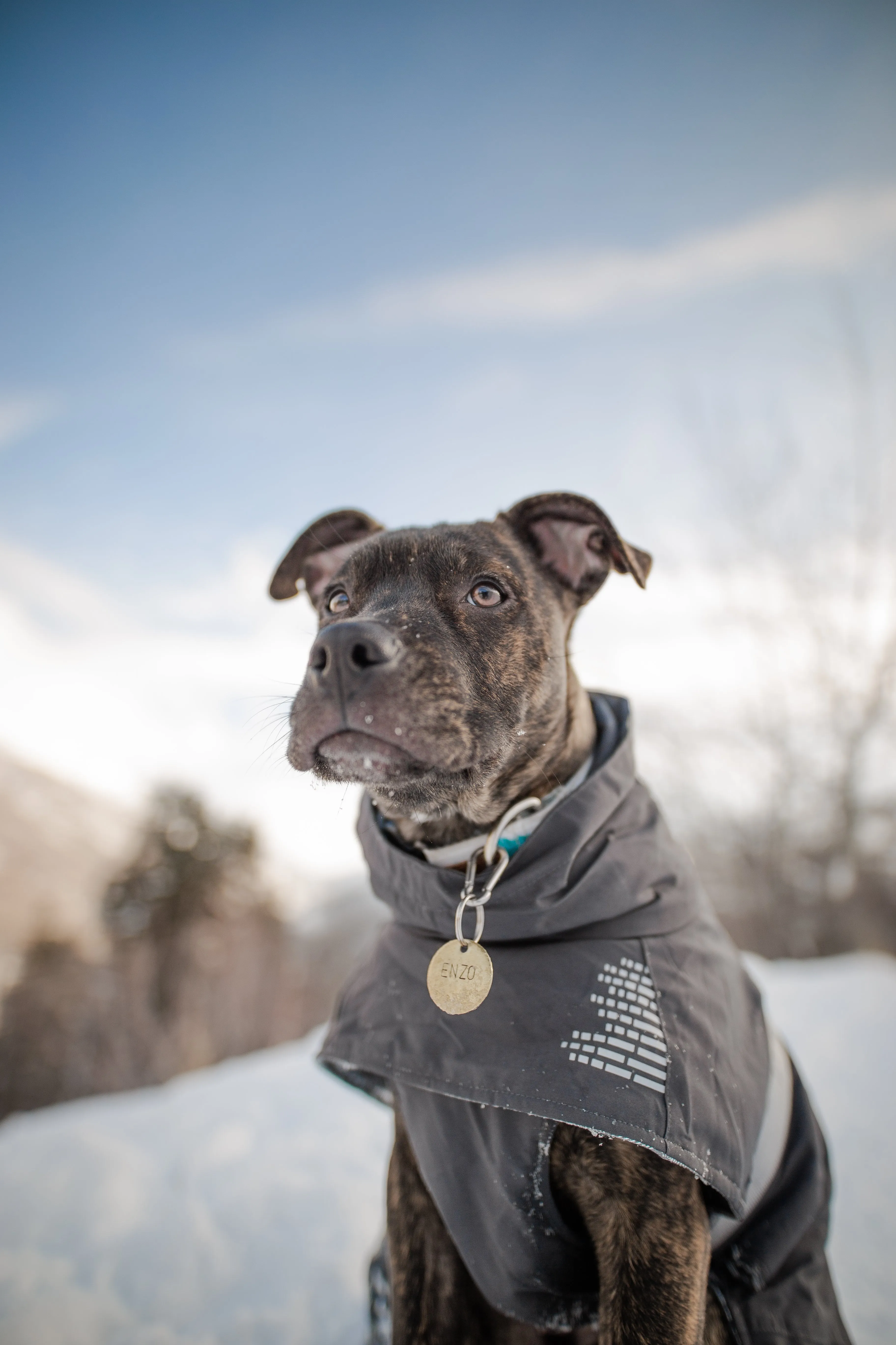 Basic Dog Tag