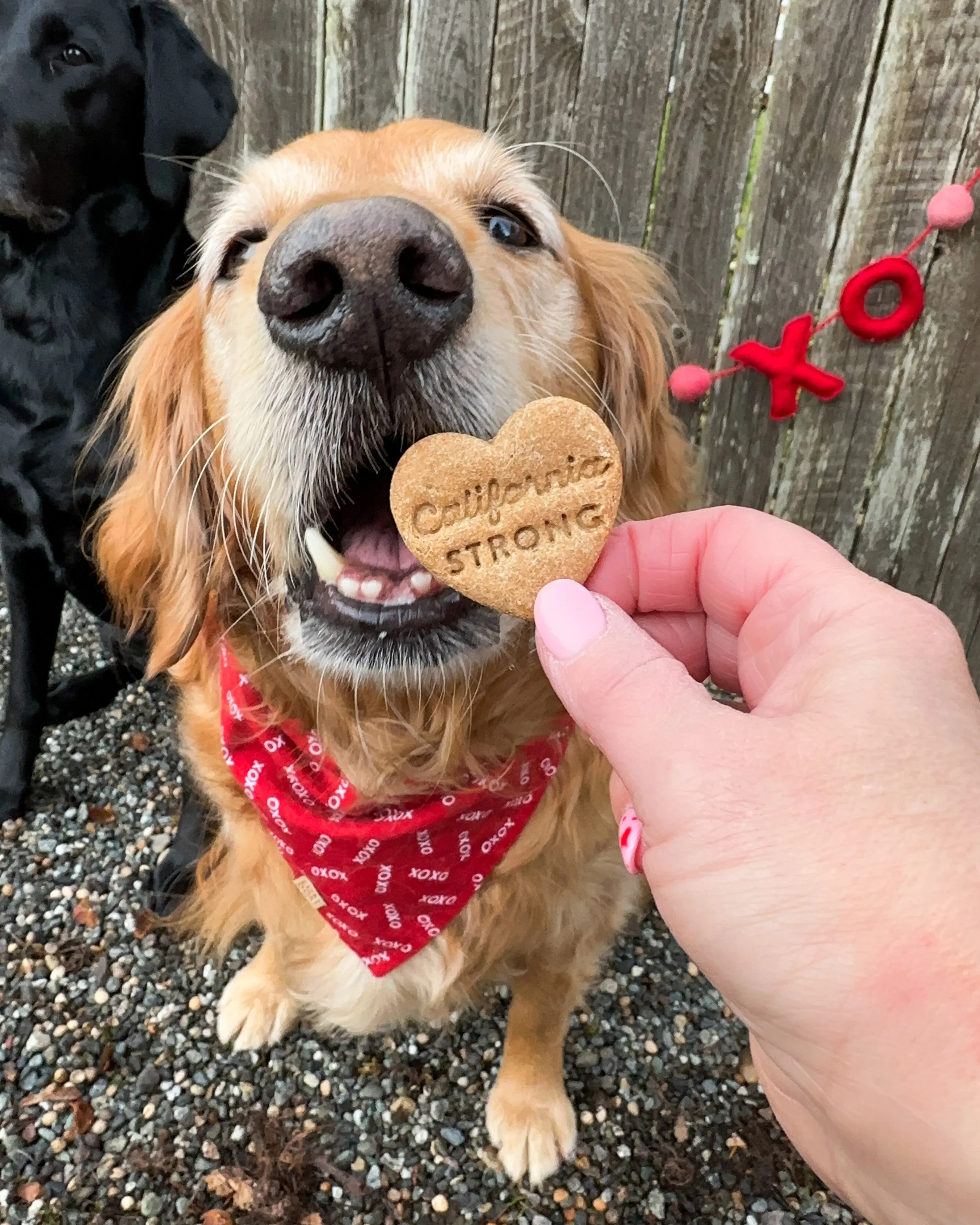 California State Love - Heart Shape Cookie Cutter (2 Styles Available)