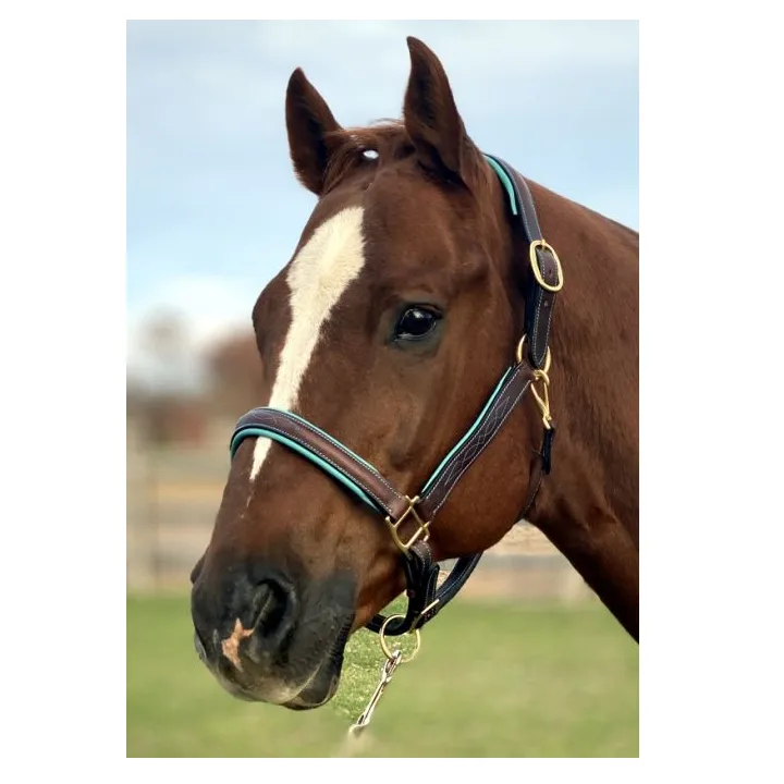 Fancy Stitched Leather Halter w/ Coloured Padding   FREE Custom Name Tag
