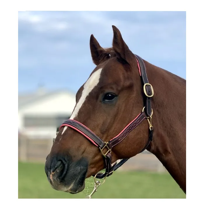 Fancy Stitched Leather Halter w/ Coloured Padding   FREE Custom Name Tag