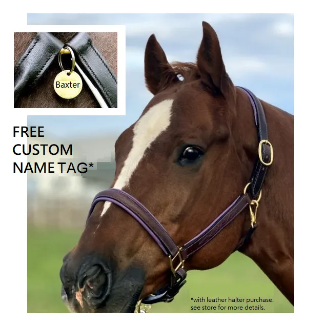 Fancy Stitched Leather Halter w/ Coloured Padding   FREE Custom Name Tag