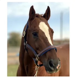 Fancy Stitched Leather Halter w/ Coloured Padding   FREE Custom Name Tag