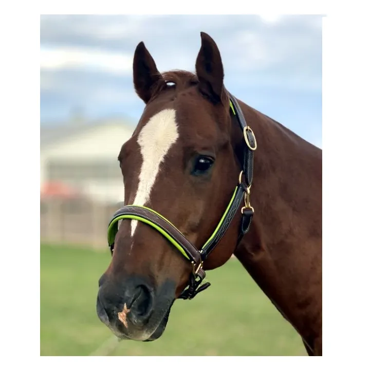 Fancy Stitched Leather Halter w/ Coloured Padding   FREE Custom Name Tag