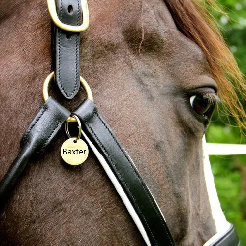 Fancy Stitched Leather Halter w/ Coloured Padding   FREE Custom Name Tag