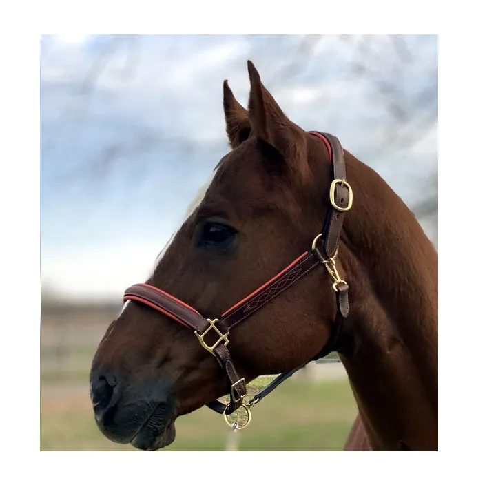 Fancy Stitched Leather Halter w/ Coloured Padding   FREE Custom Name Tag