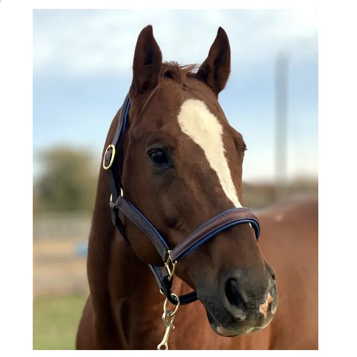 Fancy Stitched Leather Halter w/ Coloured Padding   FREE Custom Name Tag
