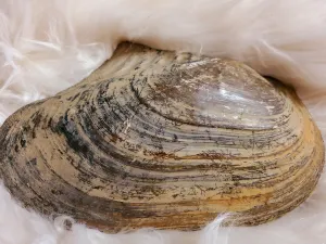 Mother Of Pearl Shell