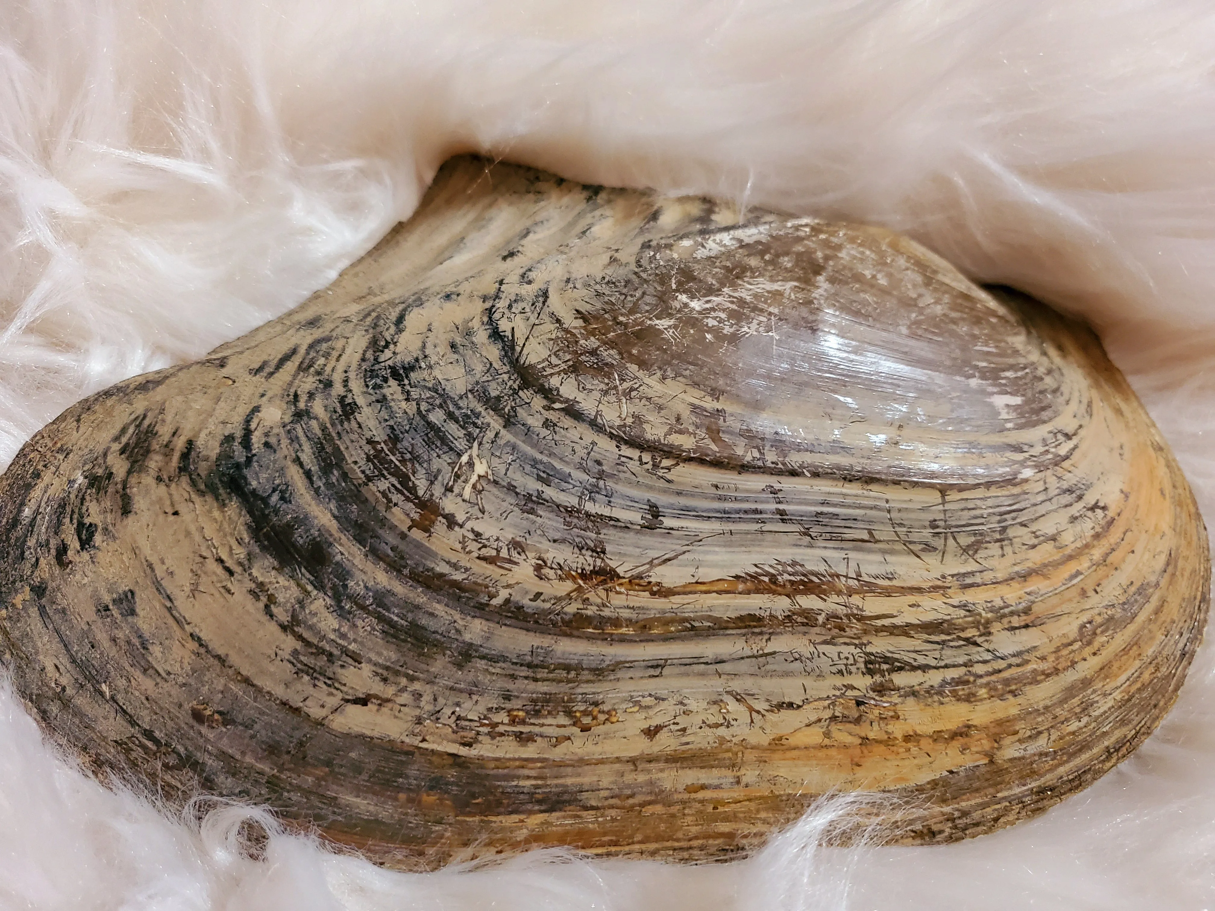 Mother Of Pearl Shell