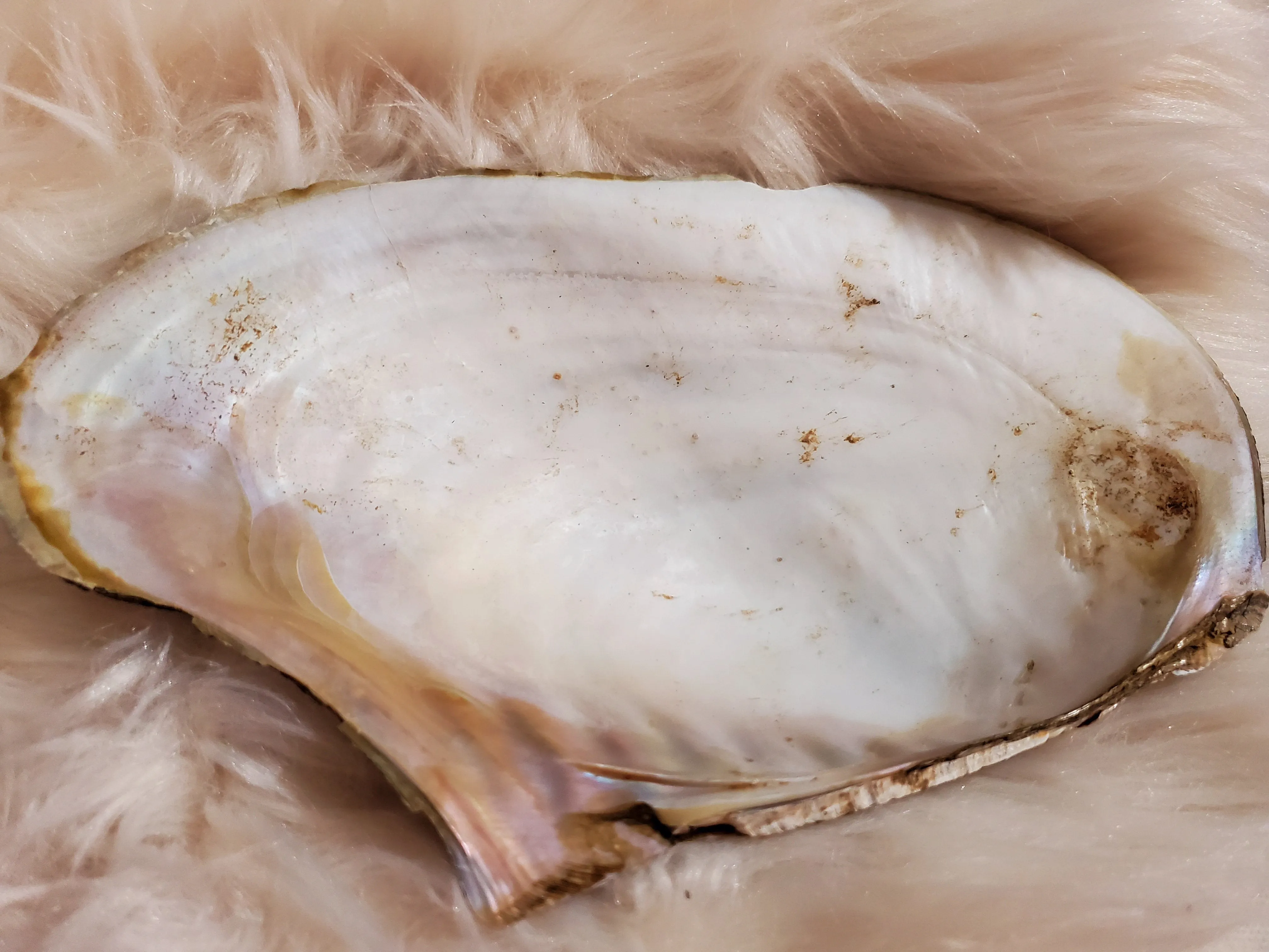 Mother Of Pearl Shell