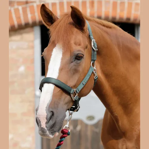 Plain Padded Halter