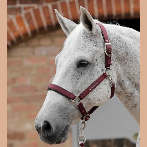 Plain Padded Halter