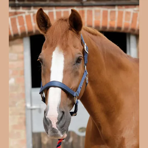 Plain Padded Halter