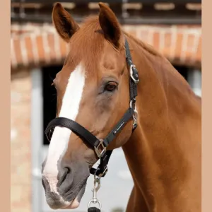 Plain Padded Halter