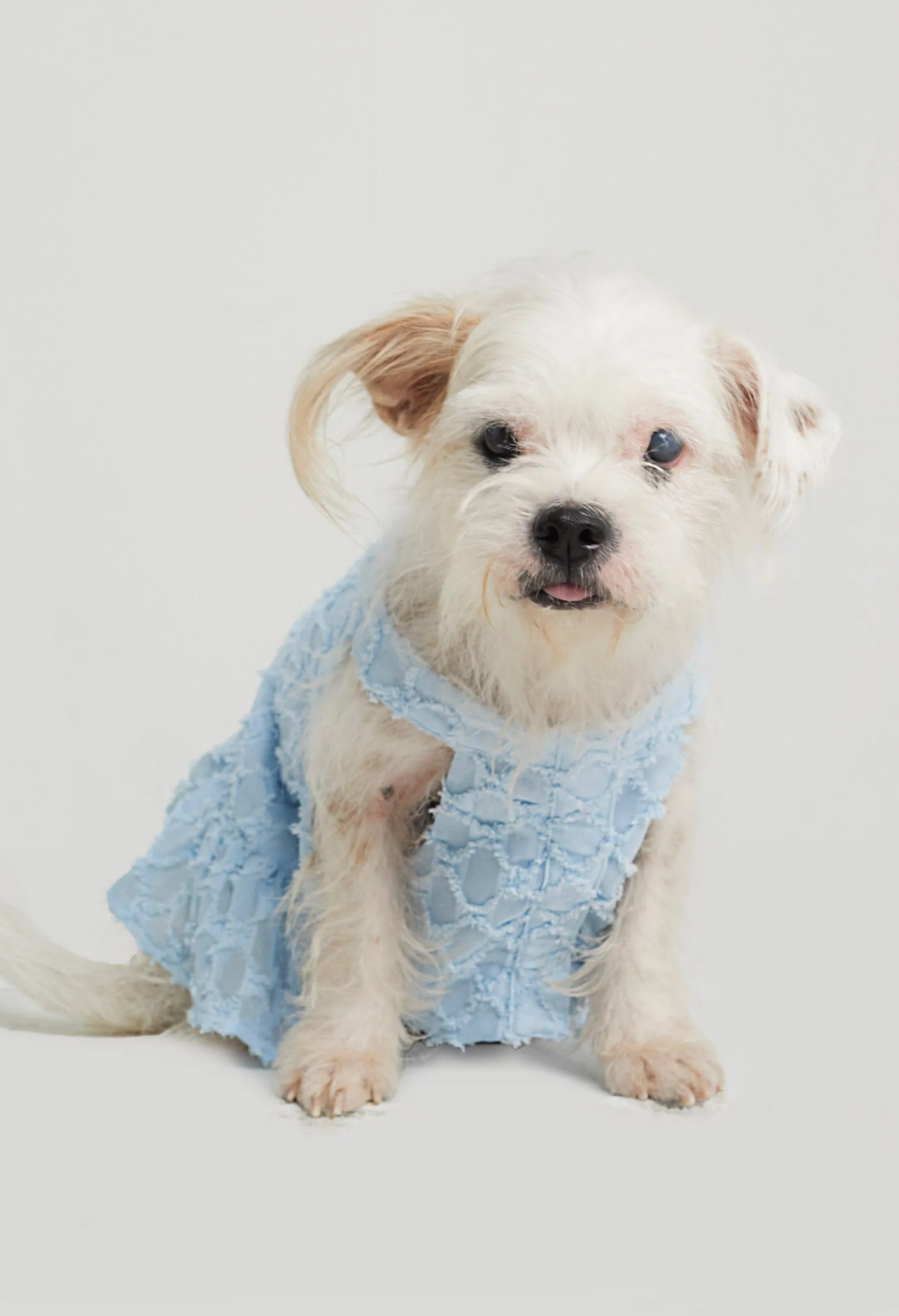 Quinn Poppy Pet Dress