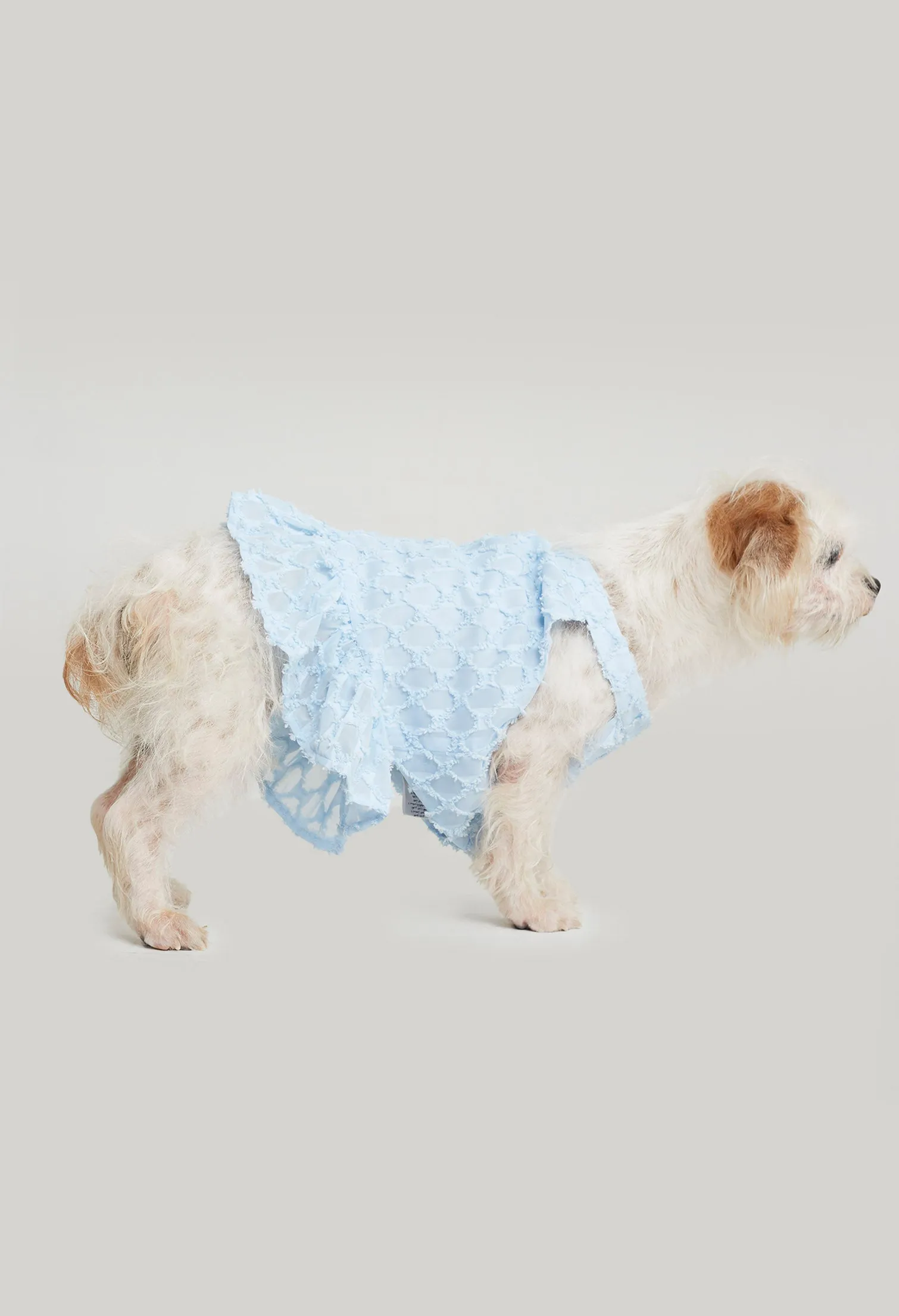 Quinn Poppy Pet Dress