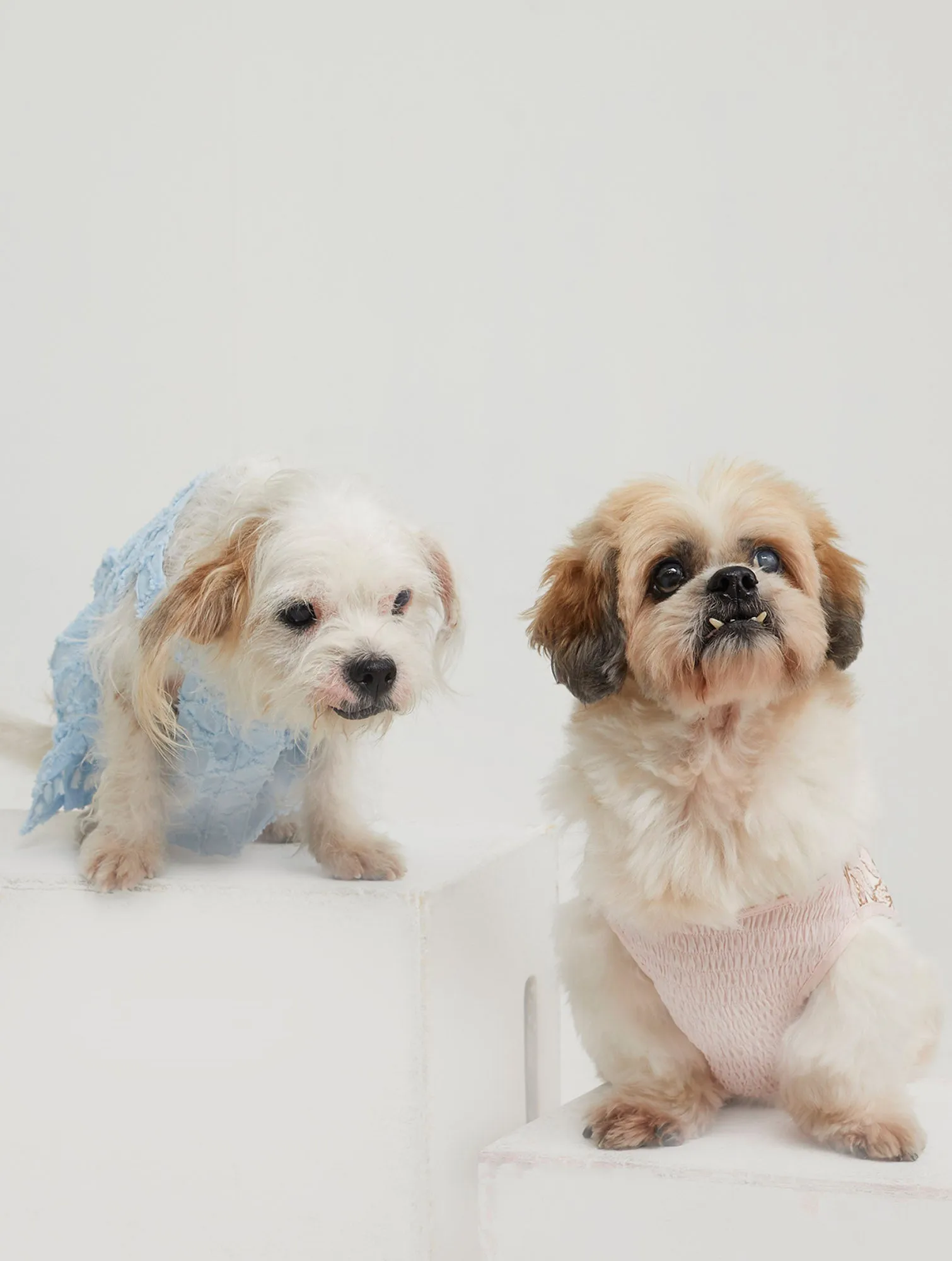 Quinn Poppy Pet Dress