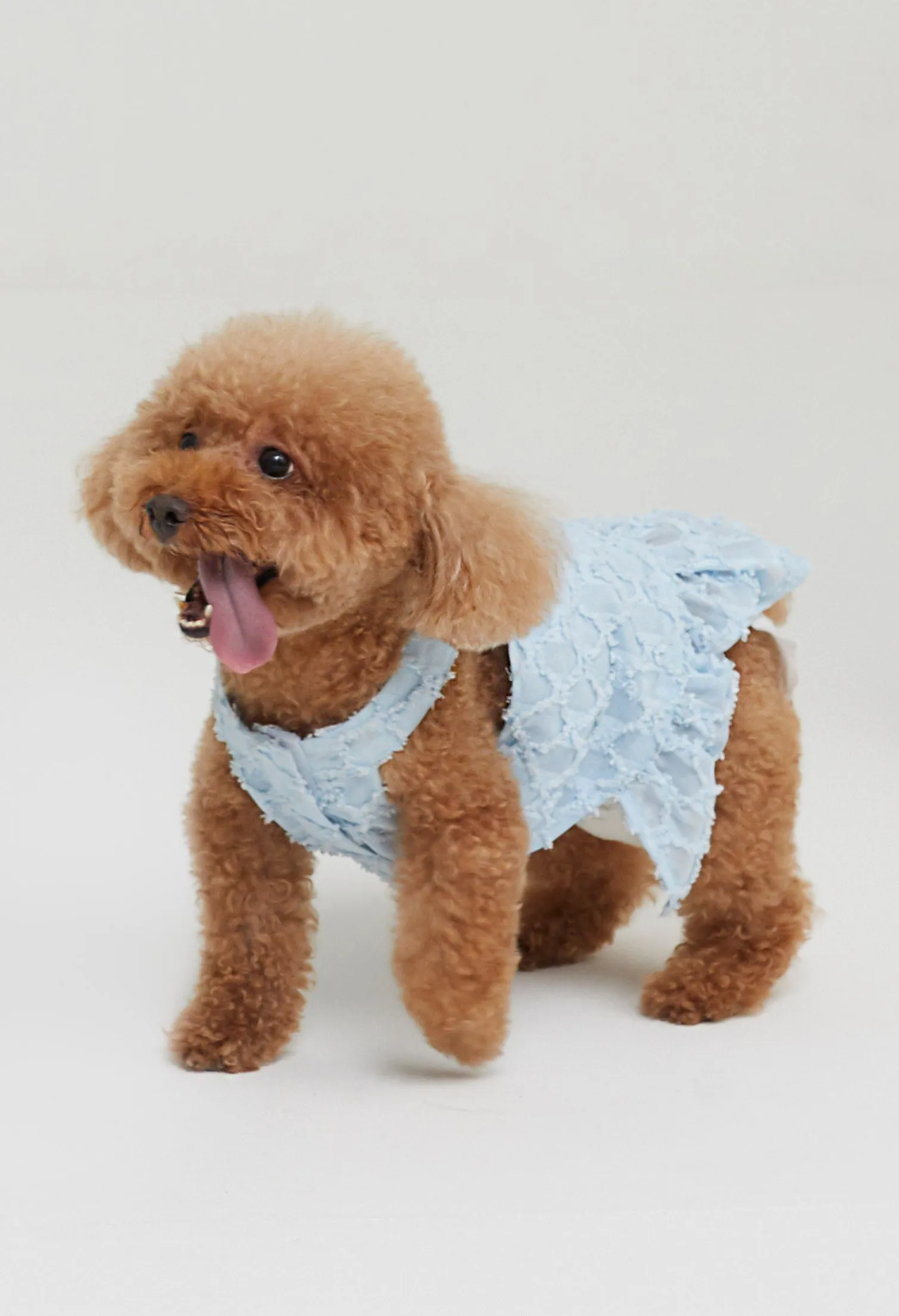 Quinn Poppy Pet Dress