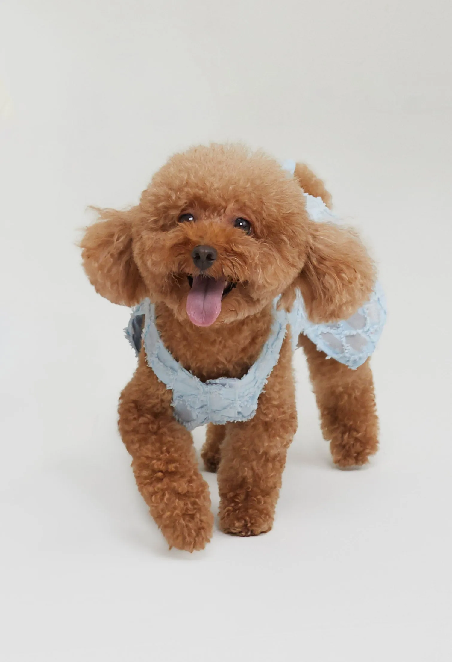 Quinn Poppy Pet Dress