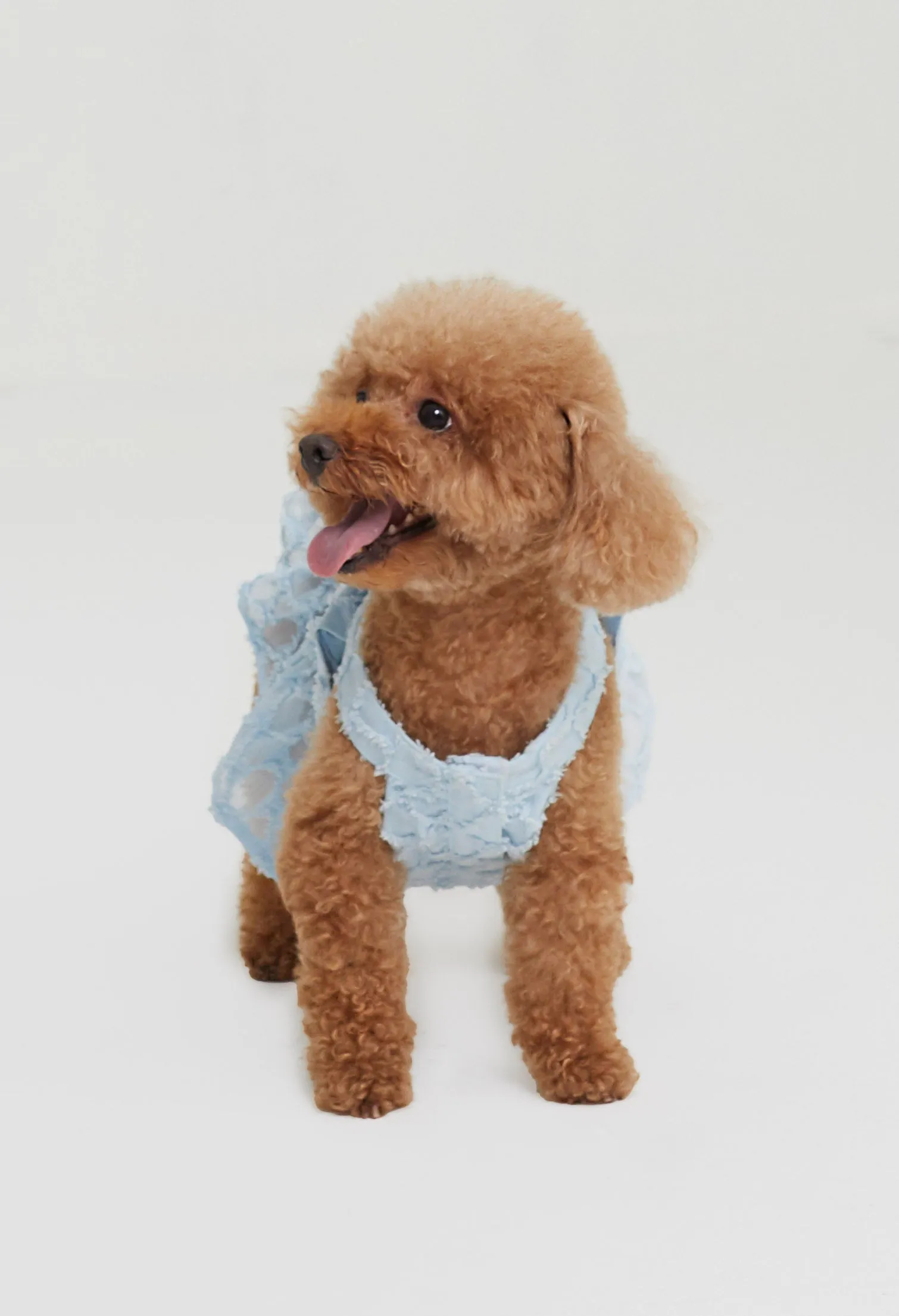 Quinn Poppy Pet Dress