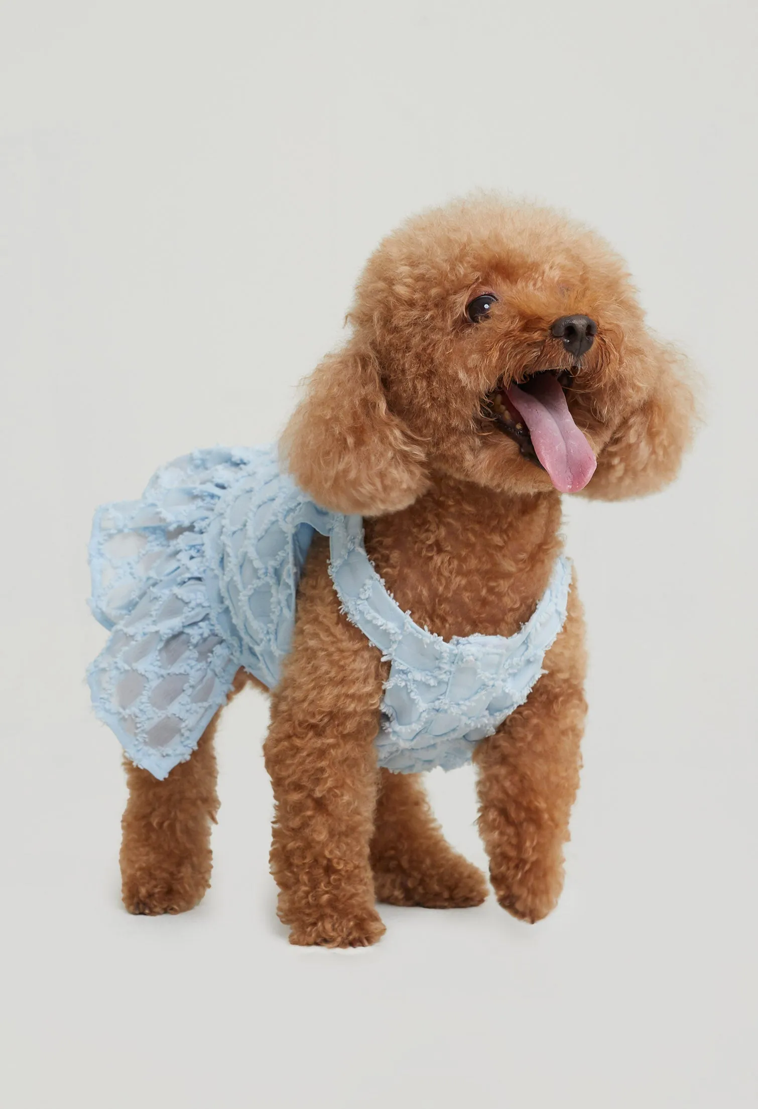 Quinn Poppy Pet Dress