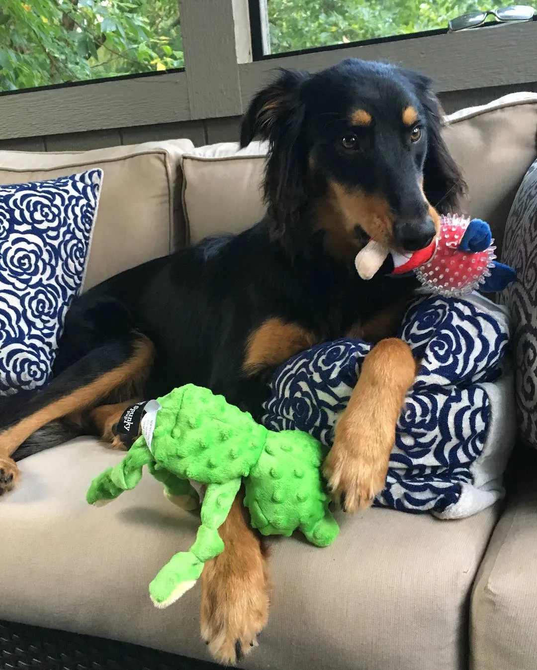 Spunky Pup - Parrot in Clear Spiky Ball